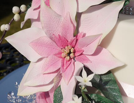 Poinsettia Flowers