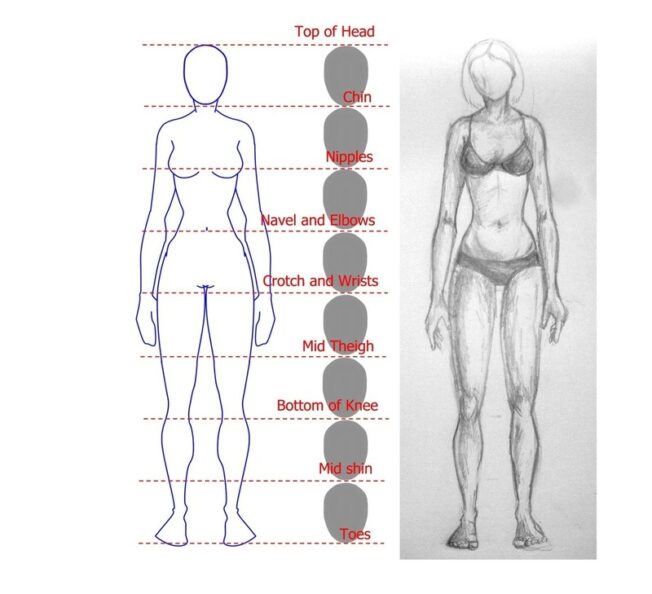 Female anatomy