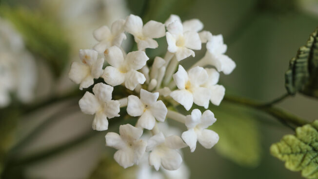 Lantana