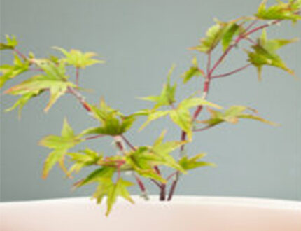 Japanese Maple Sugar Flower tutorial