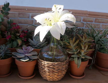 4 Different types of Wafer Paper Lilies