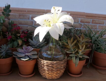 4 Different types of Wafer Paper Lilies