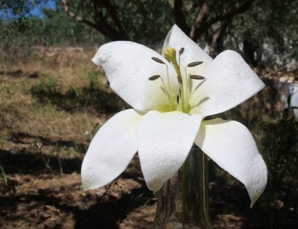 4 Different types of Wafer Paper Lilies