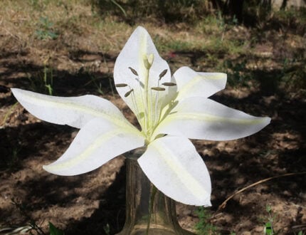 4 Different types of Wafer Paper Lilies