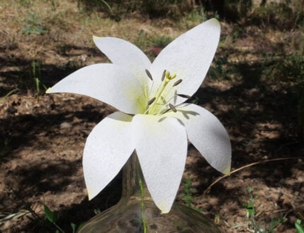 4 Different types of Wafer Paper Lilies