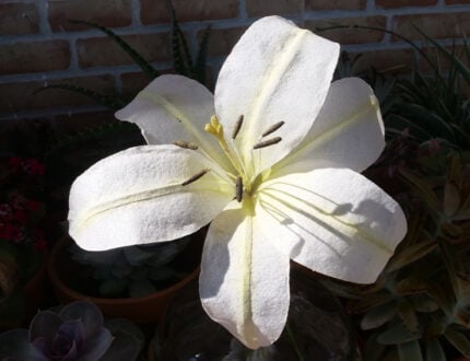 4 Different types of Wafer Paper Lilies